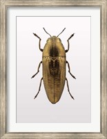Beetle 4 Fine Art Print