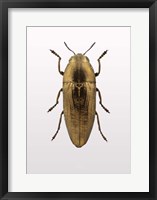 Beetle 4 Fine Art Print