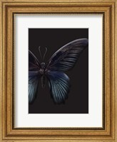 Black Butterfly on Grey Fine Art Print