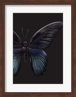 Black Butterfly on Grey Fine Art Print
