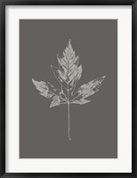 Botanica 5 Fine Art Print