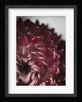 Dahlia Fine Art Print
