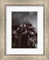 Dark Tulips Fine Art Print
