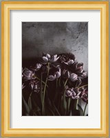 Dark Tulips Fine Art Print