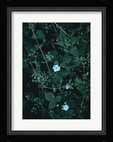 Greenery Fine Art Print