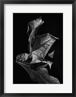 Leaf Composition, Dark Fine Art Print