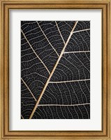 Leaf Veins Fine Art Print