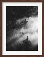 Misty Pine Woods Fine Art Print