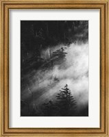 Misty Pine Woods Fine Art Print