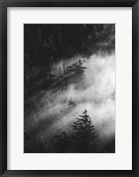 Misty Pine Woods Fine Art Print