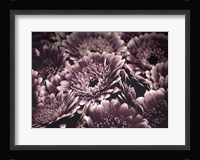 Opulent 4 Fine Art Print