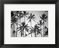 Palm Heaven Fine Art Print