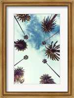 Palm Sky 2 Fine Art Print