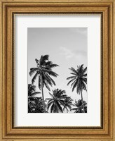 Palms in Grey Fine Art Print