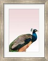 Peacock on Pink Fine Art Print