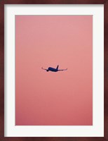 Pink Flight Fine Art Print