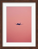 Pink Flight Fine Art Print