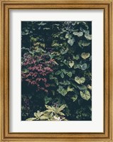 Plant Wall Fine Art Print