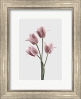 Tulips Pink Fine Art Print