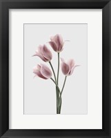 Tulips Pink Fine Art Print