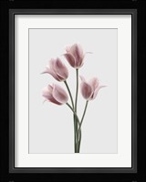Tulips Pink Fine Art Print