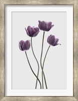 Tulips Purple Fine Art Print