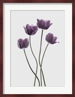 Tulips Purple Fine Art Print