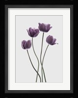 Tulips Purple Fine Art Print