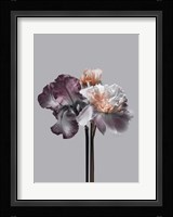 Virtue 1 Fine Art Print