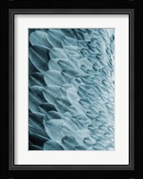 Volture I Fine Art Print