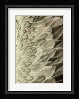 Volture II Fine Art Print