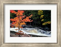 Autumn, Lower Rosseau Falls Fine Art Print