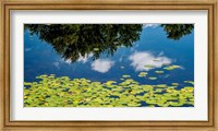 Water Lilies and Reflection Fine Art Print