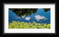 Water Lilies and Reflection Fine Art Print