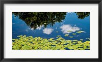 Water Lilies and Reflection Fine Art Print