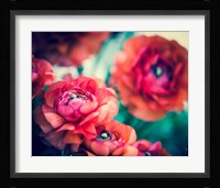 Ranunculi Fine Art Print