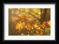 Autumn Light Fine Art Print