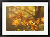 Autumn Light Fine Art Print