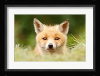 Bad Fur Day Fine Art Print
