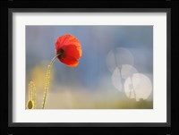 Echoes Fine Art Print