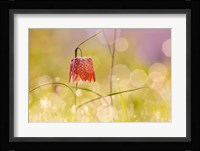 Fairy World I Fine Art Print