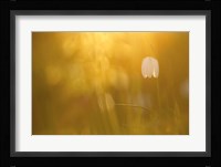 Golden Fine Art Print
