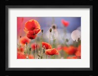Poppy Delight Fine Art Print