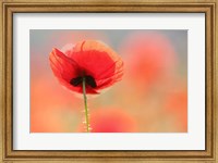 Poppy Dream Fine Art Print