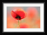 Poppy Dream Fine Art Print