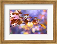 United Colors of Autumn Fine Art Print