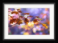 United Colors of Autumn Fine Art Print