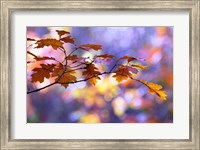 United Colors of Autumn Fine Art Print