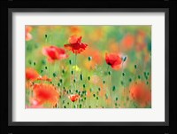 United Colors of Summer Fine Art Print