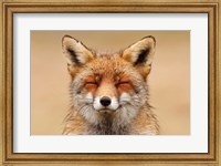 Zen Fox Red Portrait Fine Art Print